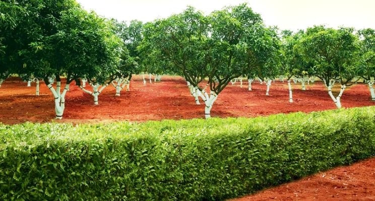 The trees of india with henna tattoo bushes and red soil