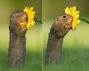 gopher smelling a yellow flower