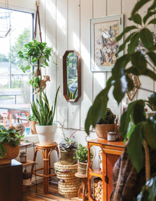 sunny room with hanging plants and boho aesthetic 